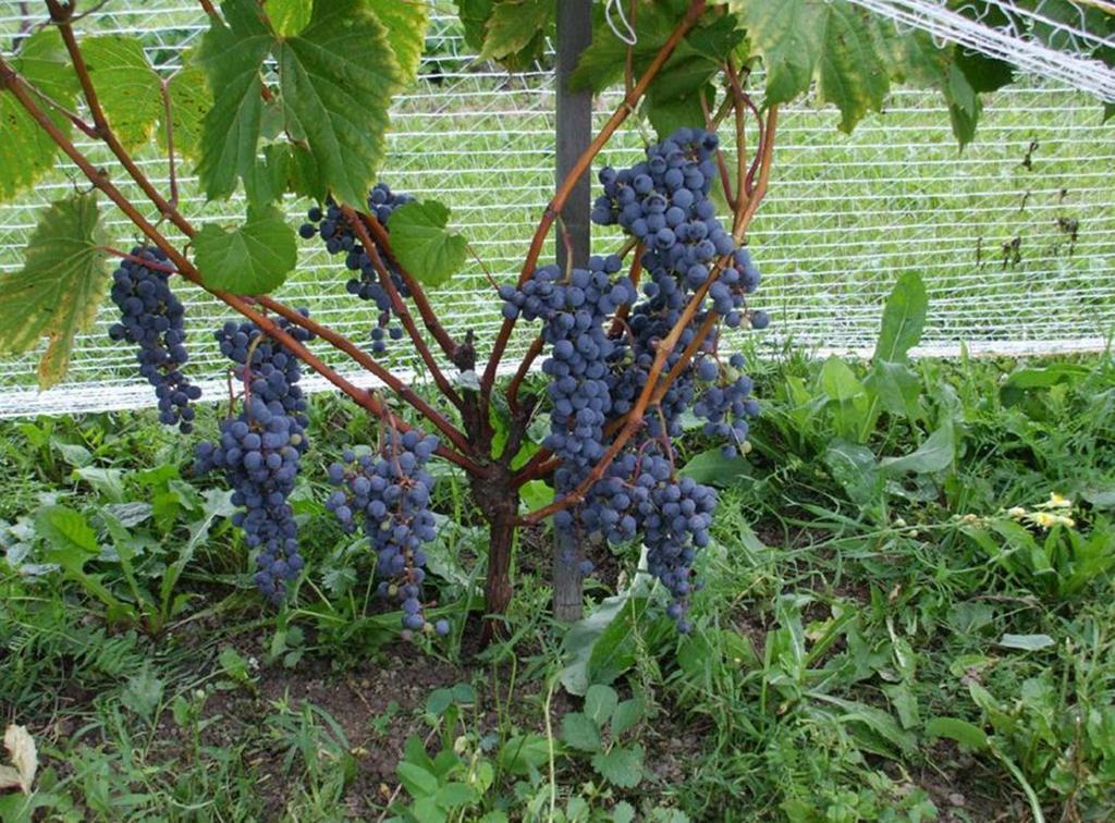 Cote St-Hermas Gite Au Vignoble Μιραμπέλ Εξωτερικό φωτογραφία